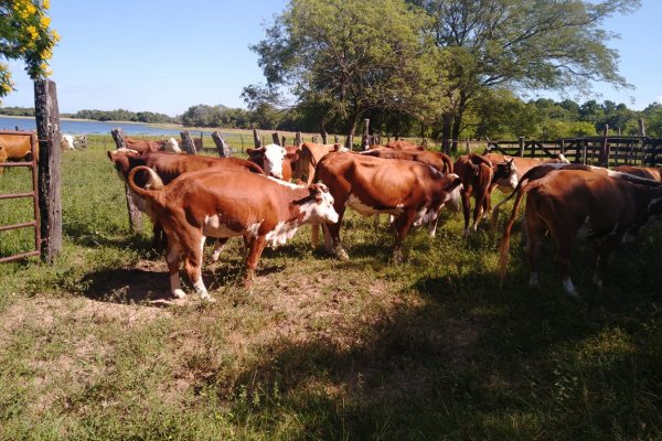 Fiebre aftosa: veterinarios convocan por nuevo plan de vacunación en Corrientes
