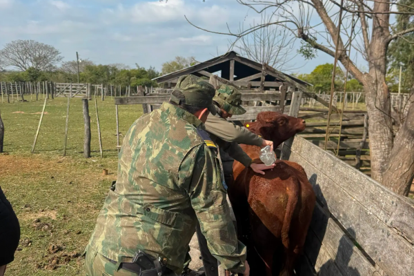 Corrientes: Multa por transportar un toro con documentación irregular en Mburucuyá
