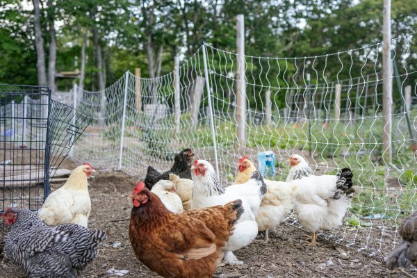 Así será la Primera Fiesta de la Gallina Casera en Corrientes