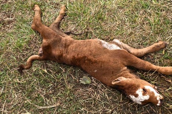 Mientras jugaba Argentina cuatreros atacaron y faenaron hacienda en la costa del Río Uruguay