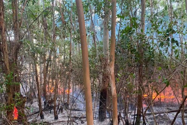 Fuego en el interior: incendios forestales alertan a las autoridades en Corrientes