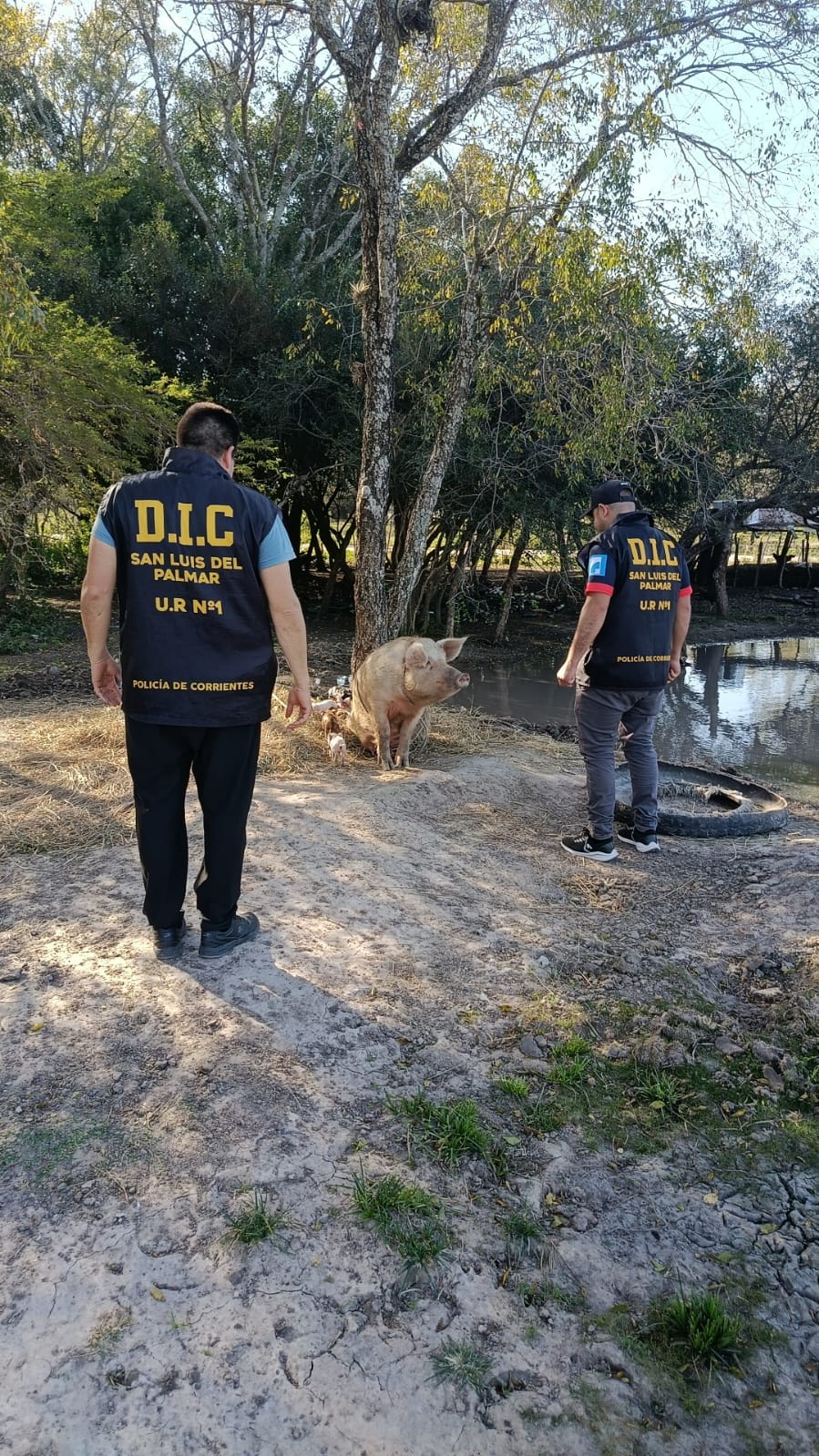Chanchos recuperados