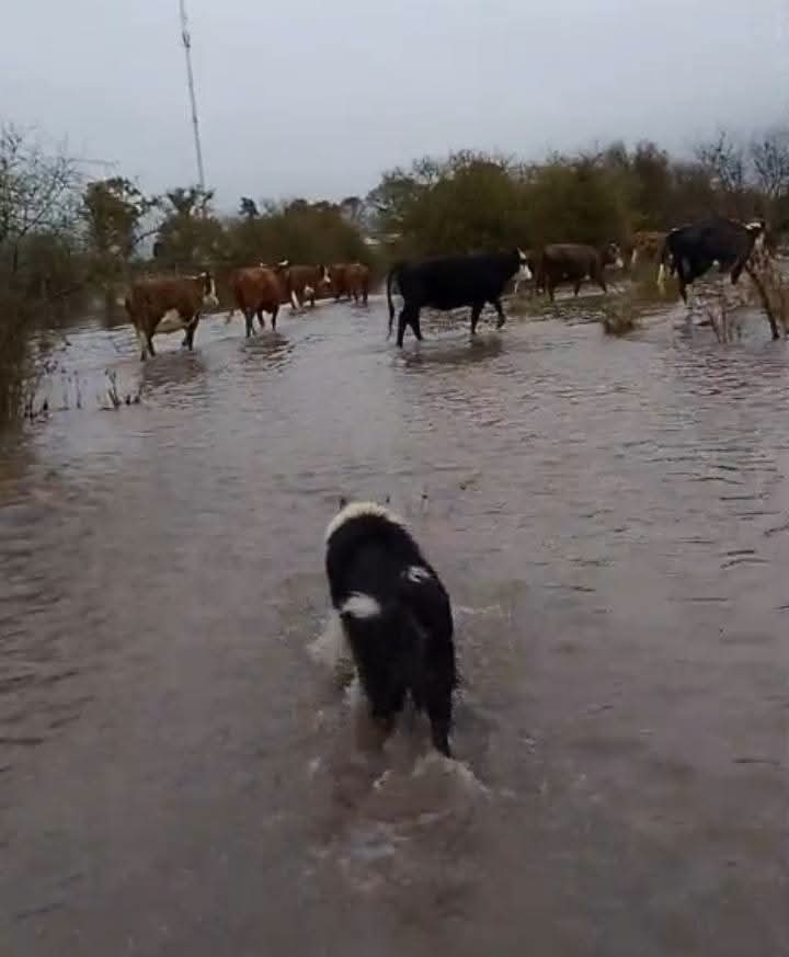 Inundación en Curuzú Cuatiá