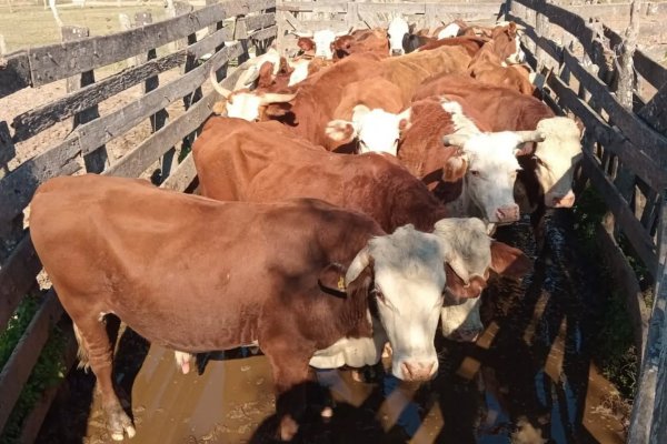 El campo correntino reclama al STJ la designación de fiscales rurales